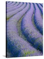 Lavender Field Near Valensole, Provence-Alpes-Cote D'Azur, France-Doug Pearson-Stretched Canvas