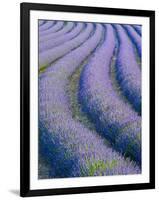 Lavender Field Near Valensole, Provence-Alpes-Cote D'Azur, France-Doug Pearson-Framed Premium Photographic Print