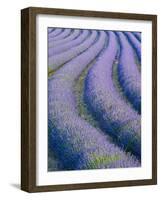 Lavender Field Near Valensole, Provence-Alpes-Cote D'Azur, France-Doug Pearson-Framed Photographic Print