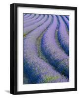 Lavender Field Near Valensole, Provence-Alpes-Cote D'Azur, France-Doug Pearson-Framed Photographic Print