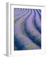 Lavender Field Near Valensole, Provence-Alpes-Cote D'Azur, France-Doug Pearson-Framed Photographic Print