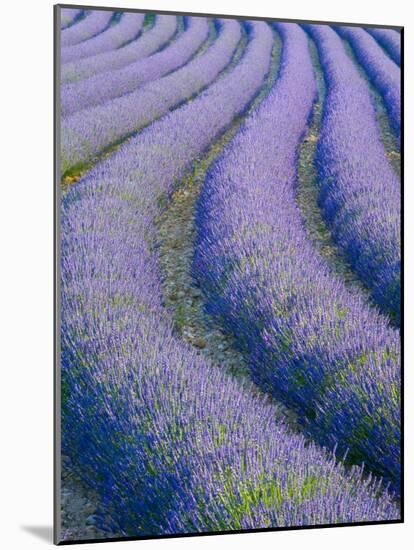 Lavender Field Near Valensole, Provence-Alpes-Cote D'Azur, France-Doug Pearson-Mounted Photographic Print