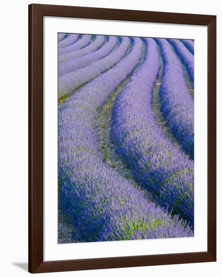 Lavender Field Near Valensole, Provence-Alpes-Cote D'Azur, France-Doug Pearson-Framed Photographic Print