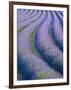 Lavender Field Near Valensole, Provence-Alpes-Cote D'Azur, France-Doug Pearson-Framed Photographic Print