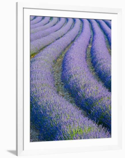 Lavender Field Near Valensole, Provence-Alpes-Cote D'Azur, France-Doug Pearson-Framed Photographic Print