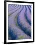 Lavender Field Near Valensole, Provence-Alpes-Cote D'Azur, France-Doug Pearson-Framed Photographic Print