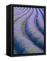 Lavender Field Near Valensole, Provence-Alpes-Cote D'Azur, France-Doug Pearson-Framed Stretched Canvas