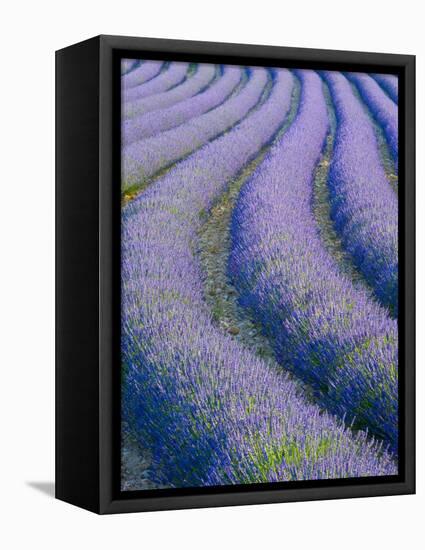 Lavender Field Near Valensole, Provence-Alpes-Cote D'Azur, France-Doug Pearson-Framed Stretched Canvas