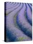 Lavender Field Near Valensole, Provence-Alpes-Cote D'Azur, France-Doug Pearson-Stretched Canvas