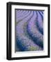 Lavender Field Near Valensole, Provence-Alpes-Cote D'Azur, France-Doug Pearson-Framed Photographic Print