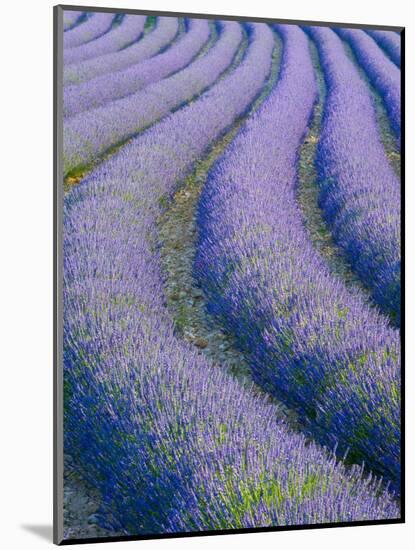 Lavender Field Near Valensole, Provence-Alpes-Cote D'Azur, France-Doug Pearson-Mounted Photographic Print