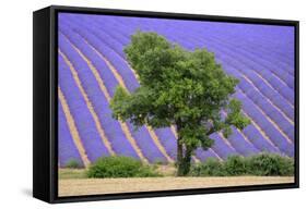 Lavender Field Near Valensole, Provence, France, Europe-Christian Heeb-Framed Stretched Canvas