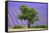 Lavender Field Near Valensole, Provence, France, Europe-Christian Heeb-Framed Stretched Canvas