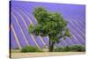 Lavender Field Near Valensole, Provence, France, Europe-Christian Heeb-Stretched Canvas