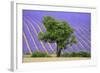 Lavender Field Near Valensole, Provence, France, Europe-Christian Heeb-Framed Photographic Print