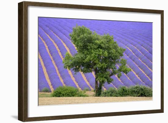 Lavender Field Near Valensole, Provence, France, Europe-Christian Heeb-Framed Photographic Print