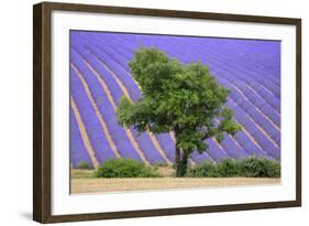 Lavender Field Near Valensole, Provence, France, Europe-Christian Heeb-Framed Photographic Print