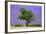 Lavender Field Near Valensole, Provence, France, Europe-Christian Heeb-Framed Photographic Print