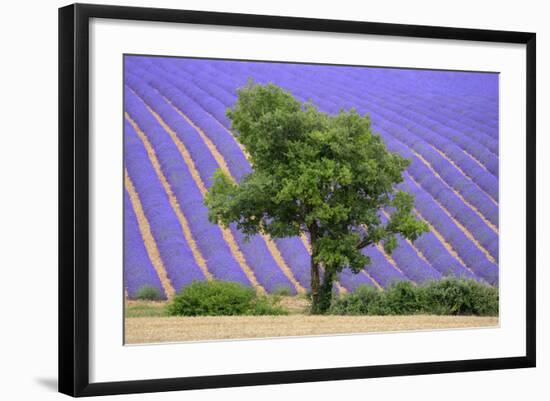 Lavender Field Near Valensole, Provence, France, Europe-Christian Heeb-Framed Photographic Print