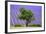 Lavender Field Near Valensole, Provence, France, Europe-Christian Heeb-Framed Photographic Print