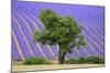 Lavender Field Near Valensole, Provence, France, Europe-Christian Heeb-Mounted Photographic Print