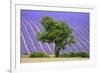 Lavender Field Near Valensole, Provence, France, Europe-Christian Heeb-Framed Photographic Print