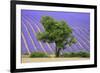 Lavender Field Near Valensole, Provence, France, Europe-Christian Heeb-Framed Photographic Print