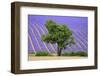 Lavender Field Near Valensole, Provence, France, Europe-Christian Heeb-Framed Photographic Print