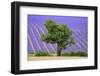 Lavender Field Near Valensole, Provence, France, Europe-Christian Heeb-Framed Photographic Print