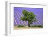 Lavender Field Near Valensole, Provence, France, Europe-Christian Heeb-Framed Photographic Print