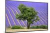 Lavender Field Near Valensole, Provence, France, Europe-Christian Heeb-Mounted Photographic Print