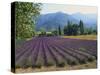 Lavender Field, Plateau De Sault, Provence, France-Guy Thouvenin-Stretched Canvas