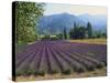 Lavender Field, Plateau De Sault, Provence, France-Guy Thouvenin-Stretched Canvas