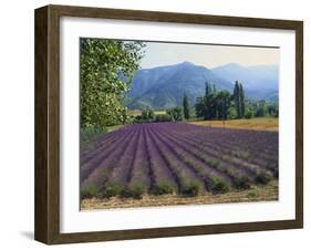 Lavender Field, Plateau De Sault, Provence, France-Guy Thouvenin-Framed Photographic Print