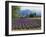 Lavender Field, Plateau De Sault, Provence, France-Guy Thouvenin-Framed Photographic Print