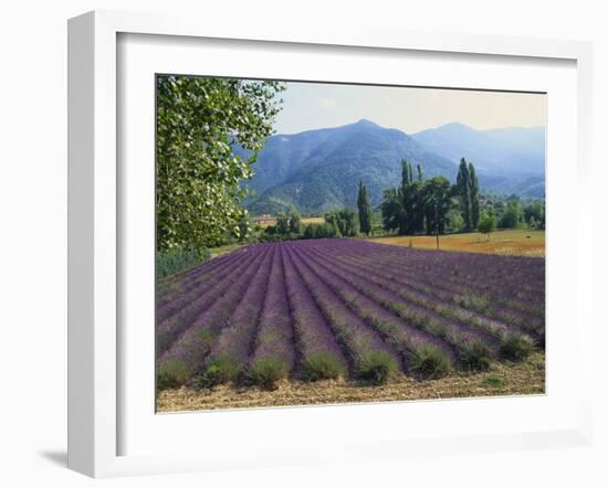 Lavender Field, Plateau De Sault, Provence, France-Guy Thouvenin-Framed Photographic Print