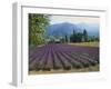 Lavender Field, Plateau De Sault, Provence, France-Guy Thouvenin-Framed Photographic Print