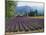 Lavender Field, Plateau De Sault, Provence, France-Guy Thouvenin-Mounted Photographic Print