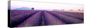 Lavender Field, Plateau De Valensole, France-null-Stretched Canvas