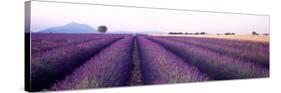 Lavender Field, Plateau De Valensole, France-null-Stretched Canvas