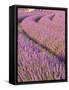 Lavender Field, Provence-Alpes-Cote D'Azur, France-Doug Pearson-Framed Stretched Canvas
