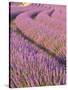 Lavender Field, Provence-Alpes-Cote D'Azur, France-Doug Pearson-Stretched Canvas