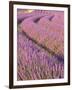 Lavender Field, Provence-Alpes-Cote D'Azur, France-Doug Pearson-Framed Photographic Print