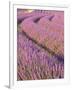 Lavender Field, Provence-Alpes-Cote D'Azur, France-Doug Pearson-Framed Photographic Print