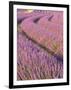 Lavender Field, Provence-Alpes-Cote D'Azur, France-Doug Pearson-Framed Photographic Print