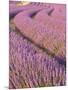 Lavender Field, Provence-Alpes-Cote D'Azur, France-Doug Pearson-Mounted Photographic Print