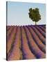 Lavender Field, Provence-Alpes-Cote D'Azur, France-Doug Pearson-Stretched Canvas