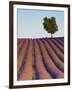 Lavender Field, Provence-Alpes-Cote D'Azur, France-Doug Pearson-Framed Photographic Print