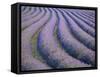 Lavender Field, Provence-Alpes-Cote D'Azur, France-Doug Pearson-Framed Stretched Canvas