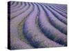 Lavender Field, Provence-Alpes-Cote D'Azur, France-Doug Pearson-Stretched Canvas